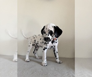 Dalmatian Puppy for sale in DENVER, CO, USA