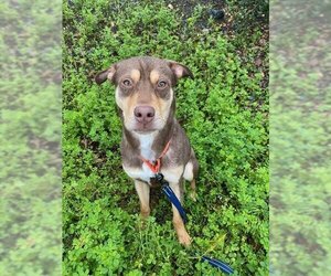 American Pit Bull Terrier-Australian Kelpie Mix Dogs for adoption in Santa Rosa, CA, USA