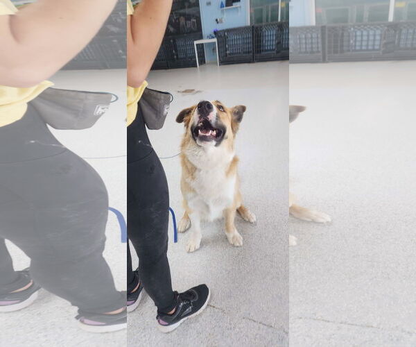 Medium Photo #3 American Staffordshire Terrier-Siberian Husky Mix Puppy For Sale in Phoenix, AZ, USA