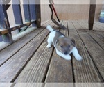 Small Photo #3 Jack Russell Terrier Puppy For Sale in STATESVILLE, NC, USA