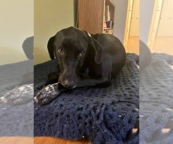 Medium Photo #3 Doberman Pinscher-Great Pyrenees Mix Puppy For Sale in Buffalo, MN, USA