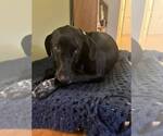 Small #2 Doberman Pinscher-Great Pyrenees Mix