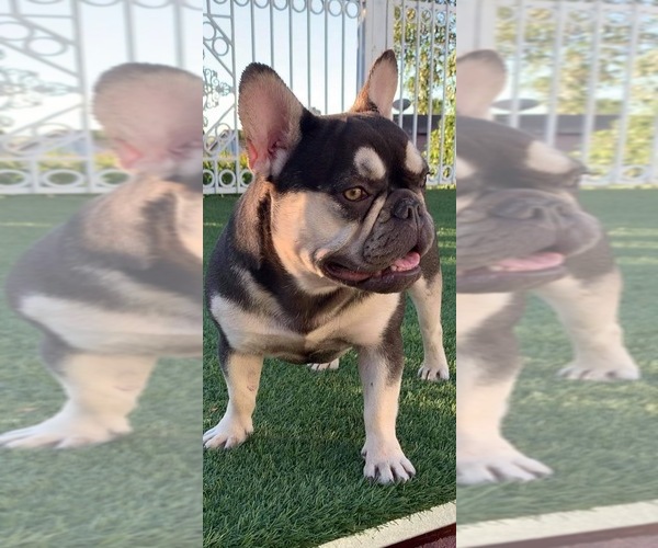 Medium Photo #1 French Bulldog Puppy For Sale in GRANADA HILLS, CA, USA