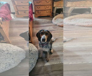 Medium Bluetick Coonhound