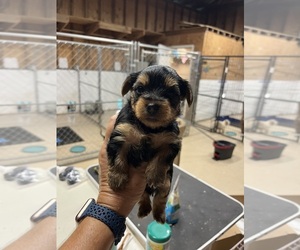 Yorkshire Terrier Puppy for sale in WHITE OAK, GA, USA