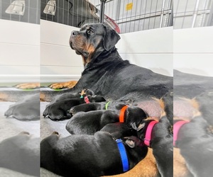 Rottweiler Puppy for Sale in MCLEANSVILLE, North Carolina USA