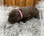 Small #6 Labrador Retriever