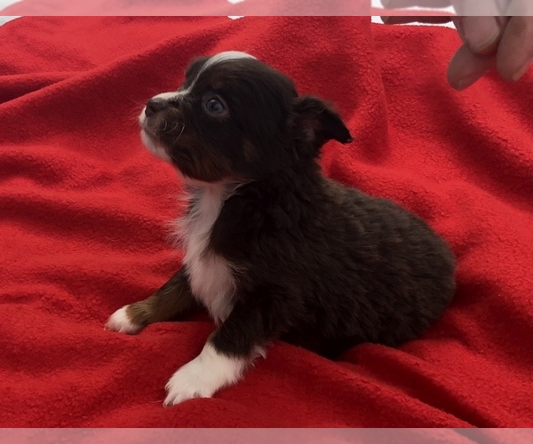 Medium Photo #5 Australian Shepherd Puppy For Sale in BLANCHARD, OK, USA