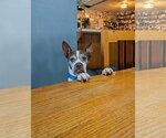 Small #2 Boston Terrier