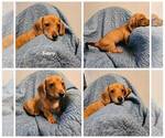 Image preview for Ad Listing. Nickname: AKC Buttercup