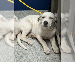 American Pit Bull Terrier-Unknown Mix Dogs for adoption in Pasadena, TX, USA