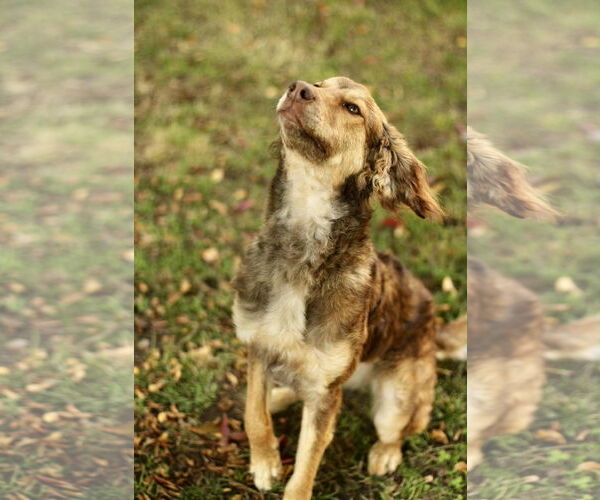 Medium Photo #4 Australian Shepherd-Unknown Mix Puppy For Sale in Yuba City, CA, USA