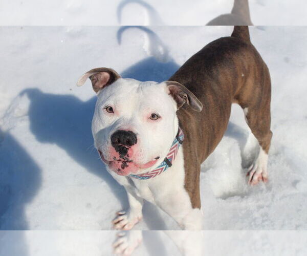 Medium Photo #8 Mutt Puppy For Sale in Chestertown, MD, USA