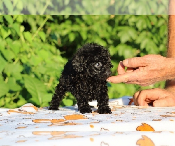 Medium Photo #13 Poodle (Toy) Puppy For Sale in DYERSBURG, TN, USA