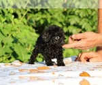 Small #12 Poodle (Toy)