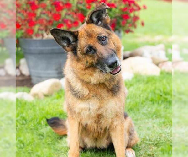 Medium Photo #2 German Shepherd Dog Puppy For Sale in Camarillo, CA, USA