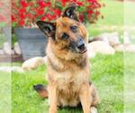 Small #1 German Shepherd Dog