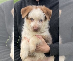 German Shepherd Dog Puppy for sale in OSTRANDER, OH, USA