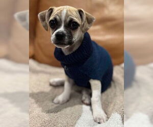 Pug-Unknown Mix Dogs for adoption in Fremont, CA, USA
