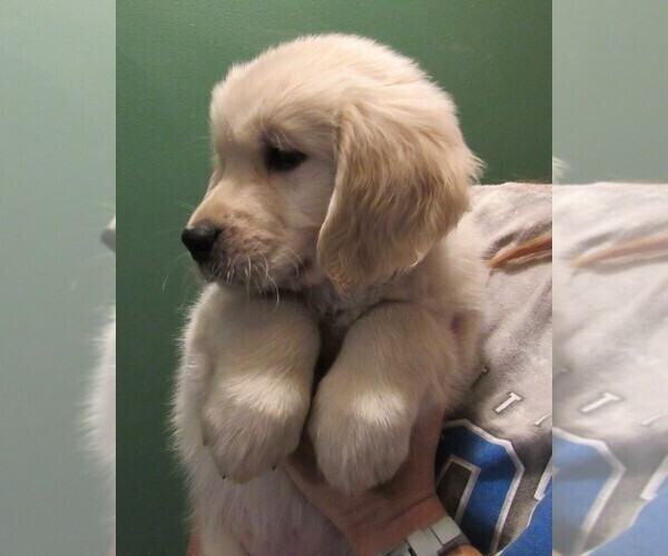 Medium Photo #98 English Cream Golden Retriever Puppy For Sale in NORTHWOOD, OH, USA