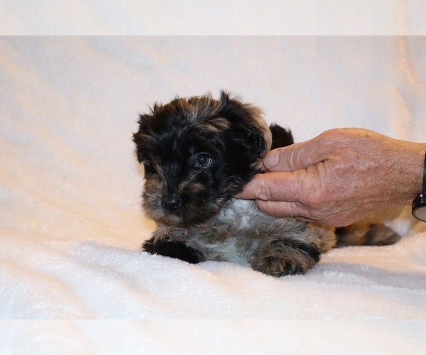 Medium Photo #25 Yorkiepoo mix (+ Poodle Toy) Puppy For Sale in DYERSBURG, TN, USA