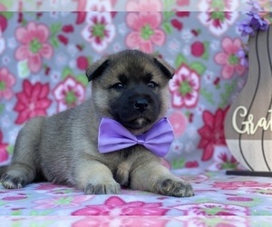 Labrador Retriever-Siberian Husky Mix Puppy for sale in LANCASTER, PA, USA