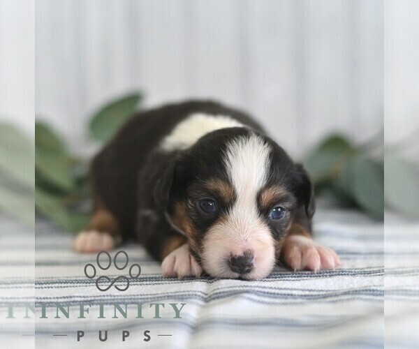 Medium Photo #3 Miniature Australian Shepherd Puppy For Sale in REBERSBURG, PA, USA