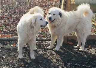Father of the Great Pyrenees puppies born on 09/11/2018