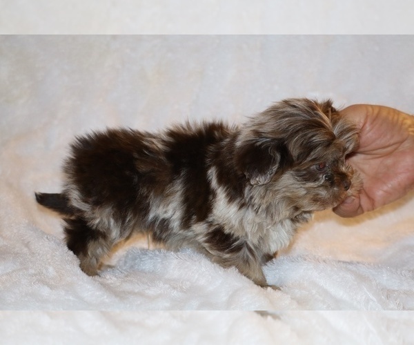 Medium Photo #9 Shih Tzu Puppy For Sale in DYERSBURG, TN, USA
