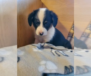 Aussie-Corgi Puppy for Sale in BRIGGSDALE, Colorado USA
