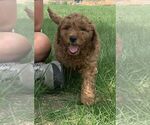 Small Photo #6 Goldendoodle (Miniature) Puppy For Sale in HULL, IA, USA