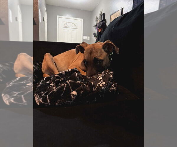 Medium Photo #8 Mutt Puppy For Sale in Imlay City, MI, USA