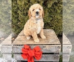 Small Photo #5 Cockapoo (Miniature) Puppy For Sale in MIDDLEBURY, IN, USA