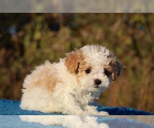 Goldendoodle (Miniature) Puppy for sale in DYERSBURG, TN, USA