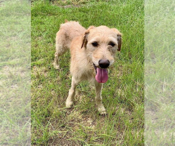 Medium Photo #1 Irish Terrier-Unknown Mix Puppy For Sale in Brewster, NY, USA