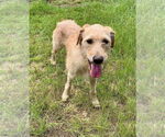 Small Irish Terrier Mix