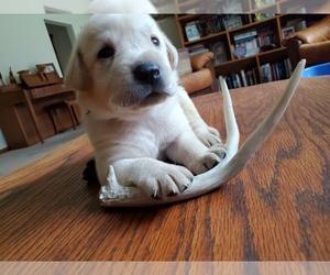 Labrador Retriever Puppy for sale in LEBANON, MO, USA