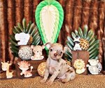 Puppy Pixel Chihuahua