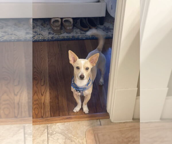 Medium Photo #3 Chihuahua Puppy For Sale in Lakewood, CO, USA