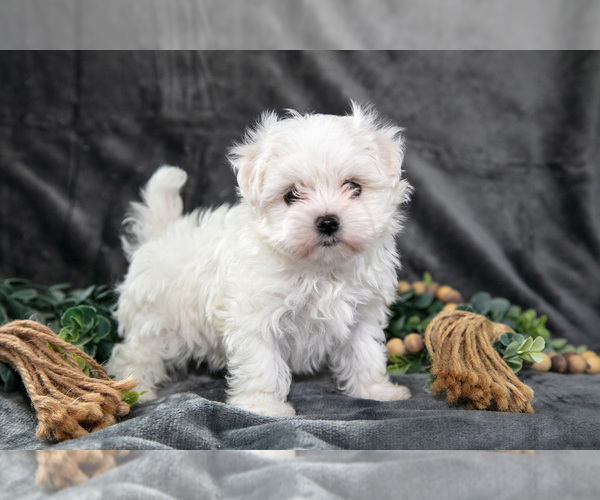 Medium Photo #5 Maltese Puppy For Sale in HOLMESVILLE, OH, USA