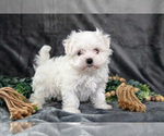 Puppy Ashley Maltese