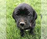 Puppy 1 Boxer-Golden Retriever Mix