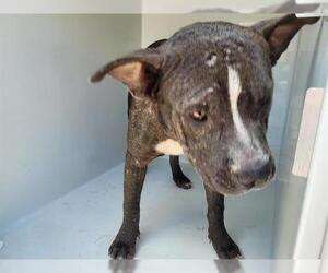 American Pit Bull Terrier Dogs for adoption in Houston, TX, USA