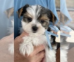 Puppy 1 Biewer Terrier