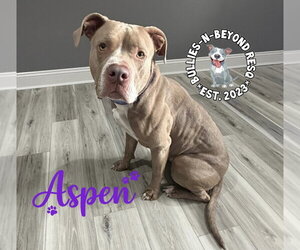 American Staffordshire Terrier Dogs for adoption in Omaha, NE, USA