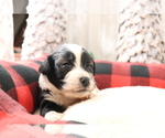 Small Photo #3 Aussiedoodle Miniature  Puppy For Sale in STAFFORD, VA, USA