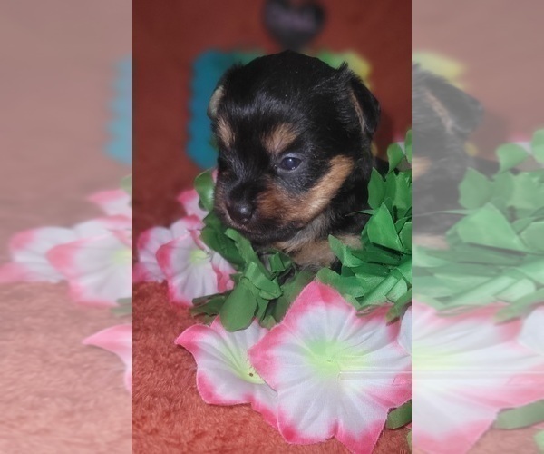 Medium Photo #96 Yorkshire Terrier Puppy For Sale in AKRON, OH, USA