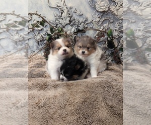 Pomeranian Puppy for sale in CLOVIS, CA, USA