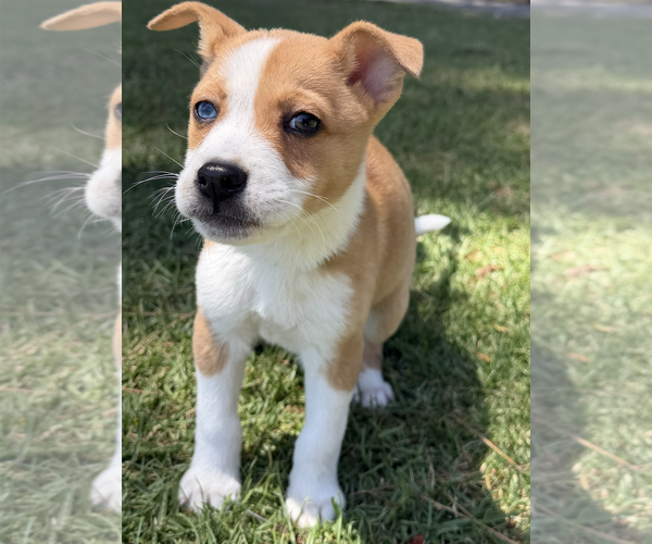 Medium Photo #2 Australian Shepherd-Unknown Mix Puppy For Sale in Newport Beach, CA, USA