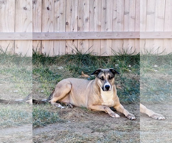 Medium Photo #10 Labrador Retriever-Unknown Mix Puppy For Sale in Amarillo, TX, USA